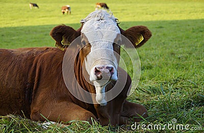 a beautiful calf resting on the green meadow in the Bavarian village Birkach in Germany Editorial Stock Photo