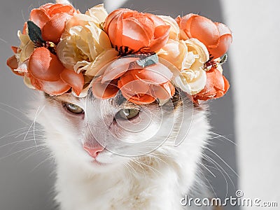 Beautiful Calico Cat with a wreath on his head. Cute angry kittty sits in flowers diadem on her head sits in the sun and Stock Photo