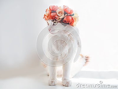 Beautiful Calico Cat with a wreath on his head. Cute kitty in a flowers diadem on her head sits in the sun and looks Stock Photo