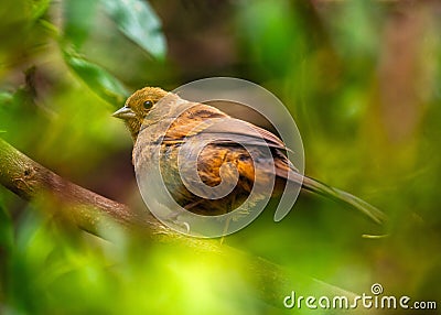 California Towhee (Melozone crissalis) Spotted Outdoors in California Stock Photo