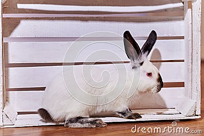 Beautiful californian rabbit breed sits in white wooden box indoors Stock Photo