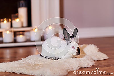 Beautiful californian rabbit poses indoors Stock Photo