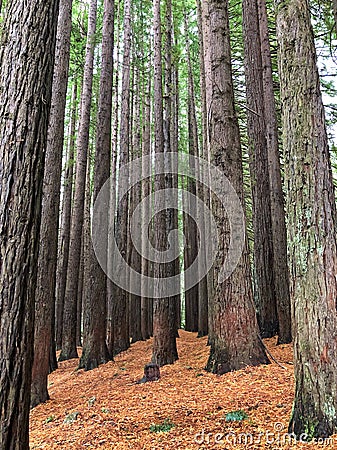 Beautiful Californian Redwood Trees Stock Photo