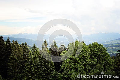 Beautiful Calmness in Forest in front of the Alps Mountain Stock Photo