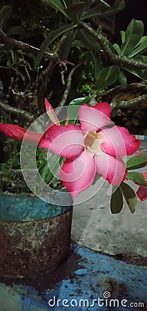 Beautiful cambodia flowers or adenium flowers or pink frangipani Japan or bunga kamboja jepang blooming in the garden Stock Photo