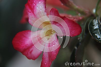 Beautiful Cambodian Flowers Stock Photo