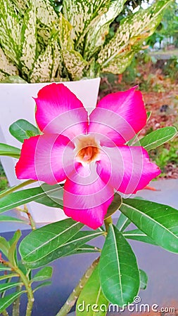 beautiful Cambodian flowers Stock Photo