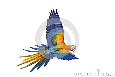 Beautiful of Camelot macaw flying isolated on white background. Stock Photo