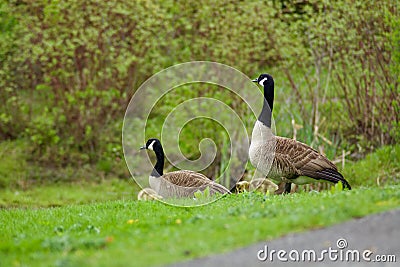Beautiful Canada Goose family. Stock Photo
