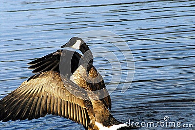 Canada- Close Up of A Canadian Goose Flapping Wings Stock Photo