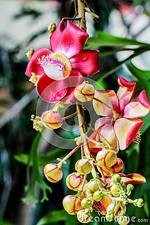Beautiful cannonball tree flower Stock Photo
