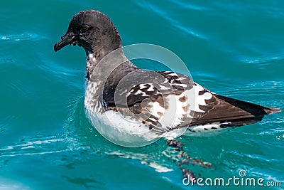 A Cape Petrel Swimming in the Ocean Stock Photo