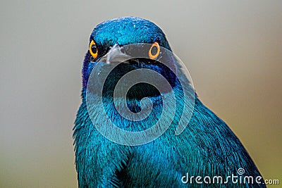 Beautiful Cape Starling locking eyes with the lens Stock Photo