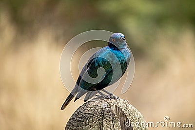 Beautiful Cape Starling relaxed on a log Stock Photo