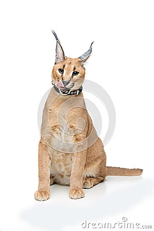 Beautiful caracal lynx isolated on white Stock Photo