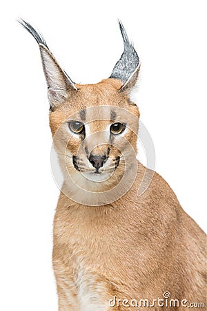 Beautiful caracal lynx isolated on white Stock Photo