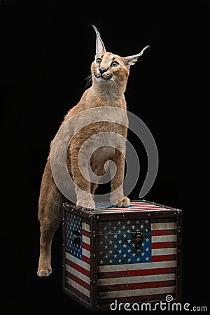 Beautiful caracal lynx over black background Stock Photo