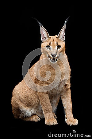 Beautiful caracal lynx over black background Stock Photo