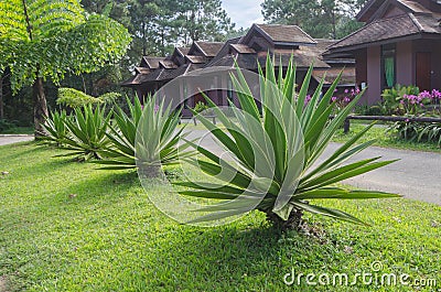 Caribbean agave bushes in green grass in resort Stock Photo