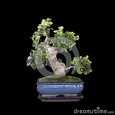 Beautiful carmona bonsai over dark background Stock Photo