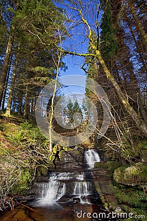 Beautiful cascading waterfall benneath the pine trees, Nant Bwrefwy, Upper Blaen-y-Glyn Stock Photo