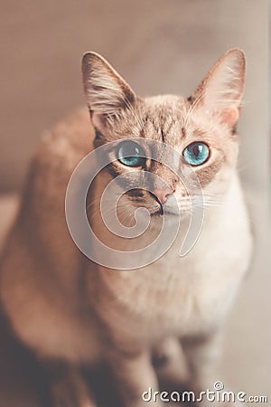Beautiful cat with blue eyes looking to the camera Stock Photo