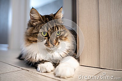 Beautiful cat with bright green eyes lays on the floor in the apartment. Adorable well-conditioned pet at home concept. Crazy eyes Stock Photo