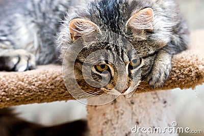 Beautiful cat cute adorable kitten playing Stock Photo