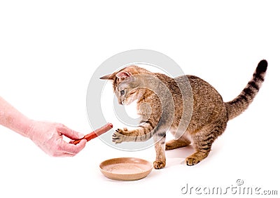 Beautiful cat eats cat-like meal Stock Photo