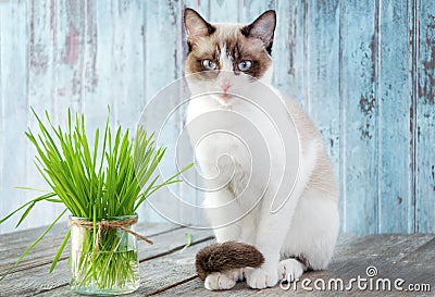 Beautiful cat with feline grass. Cat Grass for cat health. Pet Stock Photo