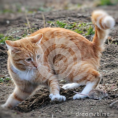 Beautiful cat fun and cleverly plays with the captured mouse Stock Photo