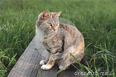 Beautiful cat on the grass Stock Photo