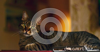 A beautiful cat with green eyes, in brown stripes lies against a bright spot of light Stock Photo