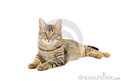 Beautiful cat isolated on white background Stock Photo