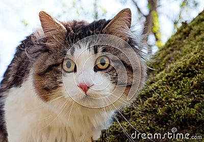 Beautiful cat Kurilian bobtail walks in the spring in the park on a leash. Pet sitting on a tree, closeup portrait. Fluffy cat Stock Photo