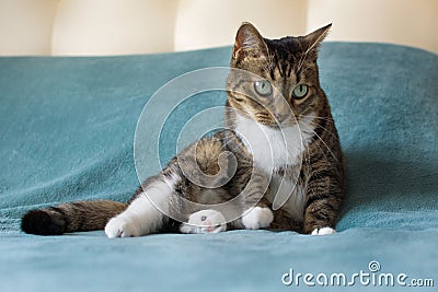 A cat sits gracefully on a bed Stock Photo