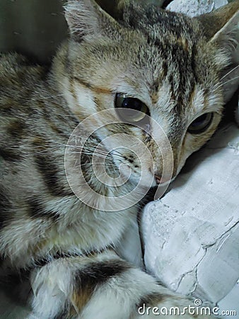 Beautiful cat Stock Photo