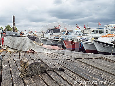 A beautiful cat is lying on the dock in a small ship harbor Stock Photo