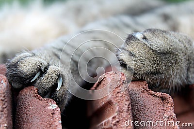 Beautiful cat paws and nails Stock Photo