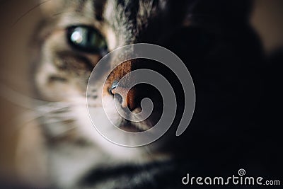 Beautiful cat portrait. Close up view of european shorthair cat. Stock Photo