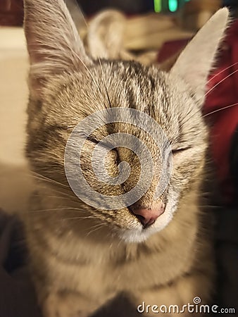 Beautiful cat resting indoors in Romania Stock Photo