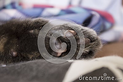 a beautiful cat's paw with an unusual color Stock Photo