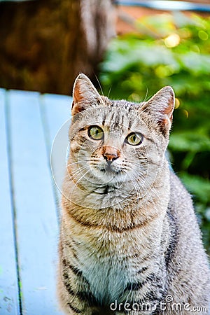 Cat Stock Photo