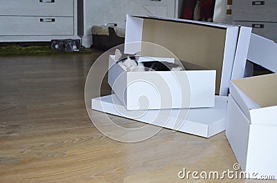 Beautiful cat sleeping in a box. Stock Photo