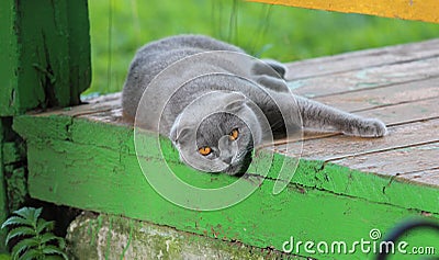 The beautiful cat is very affectionate and loves its owner. Stock Photo