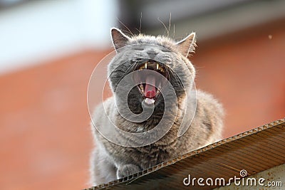 The beautiful cat is very affectionate and loves its owner. Stock Photo