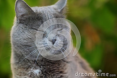 The beautiful cat is very affectionate and loves its owner. Stock Photo