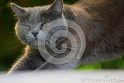 The beautiful cat is very affectionate and loves its owner. Stock Photo