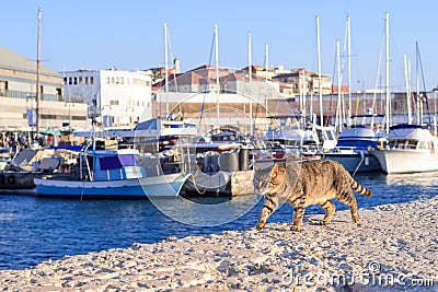 A beautiful cat walks along the sea pier. Old town and port of Jaffa of Tel Aviv city, Israel Editorial Stock Photo