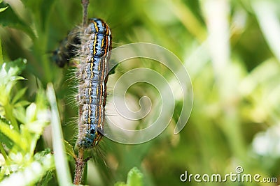 Beautiful caterpillar in Georgia, Europe Stock Photo